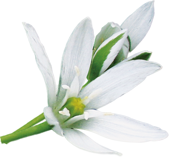 fleur d'étoile de Bethléem