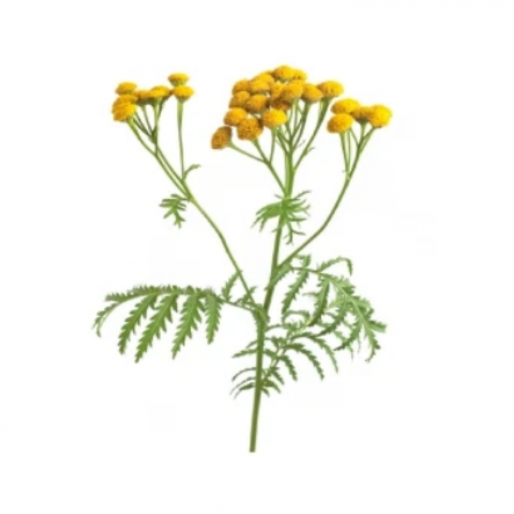 plants de tanaisie annuelle avec fleurs