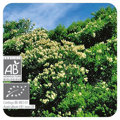 photo d'un tea tree en fleurs