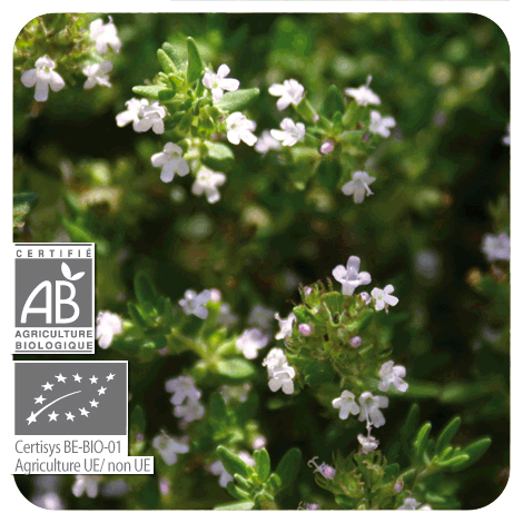 branche de Thym à feuille de sarriette - BIO en fleurs