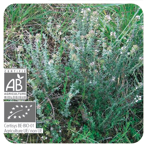 plant de Thym à linalol - BIO en fleurs