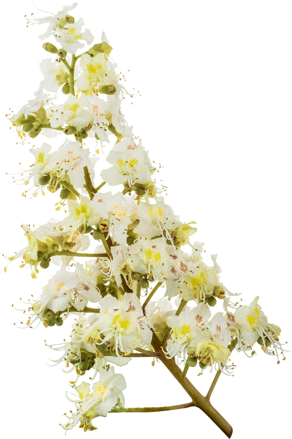 fleurs de marronnier blanc