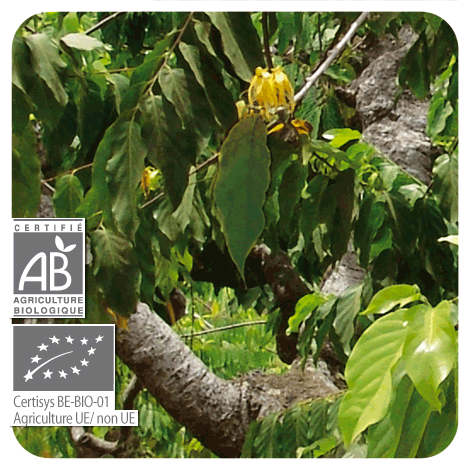 plant de Ylang-Ylang (totum) - BIO