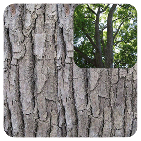 photo de bois de Hô