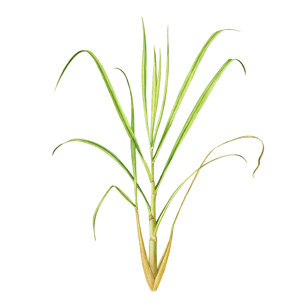 plant de citronnelle de java