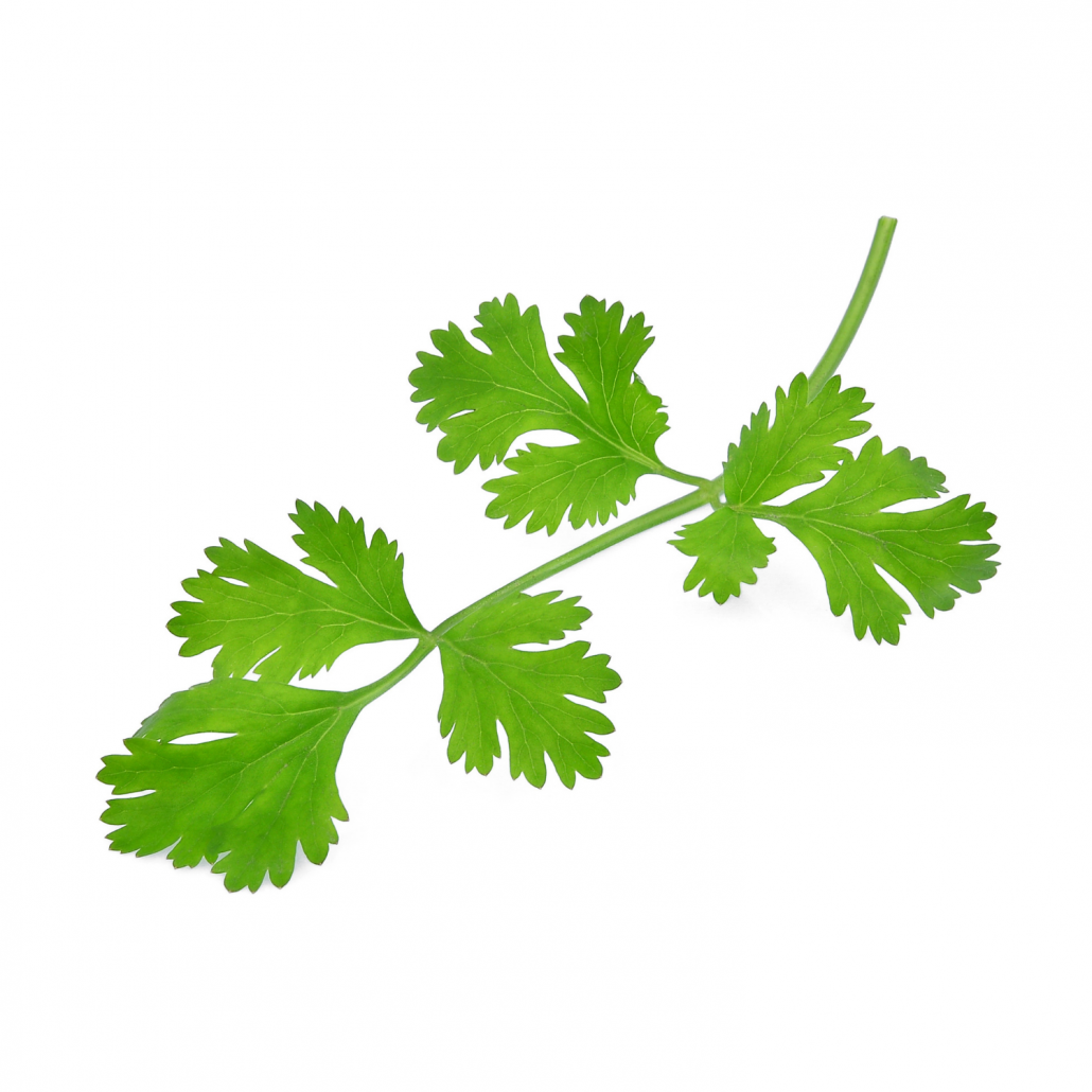 branche de coriandre