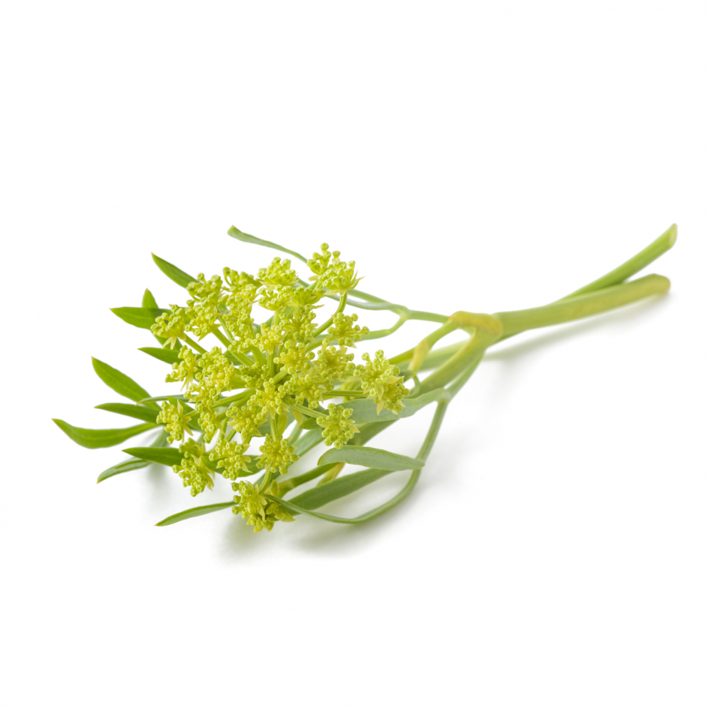 branche de criste marine et ses fleurs