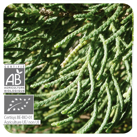 branche cyprès toujour vert