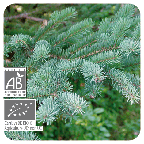 branches Épinette noire - BIO