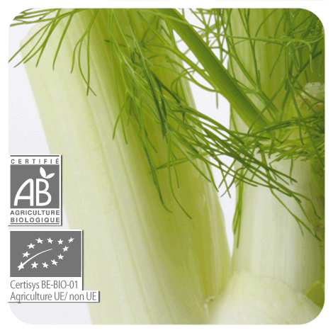 plant de fenouille doux