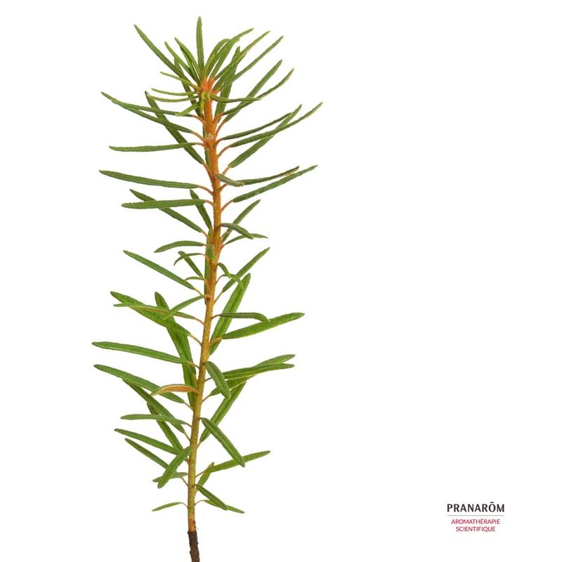 branche de Lédon du Groenland - BIO