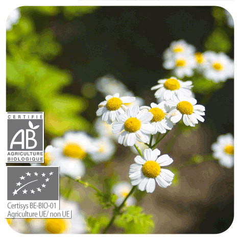 FLEUR DE CAMOMILLE NOBLE