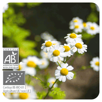 FLEUR DE CAMOMILLE NOBLE