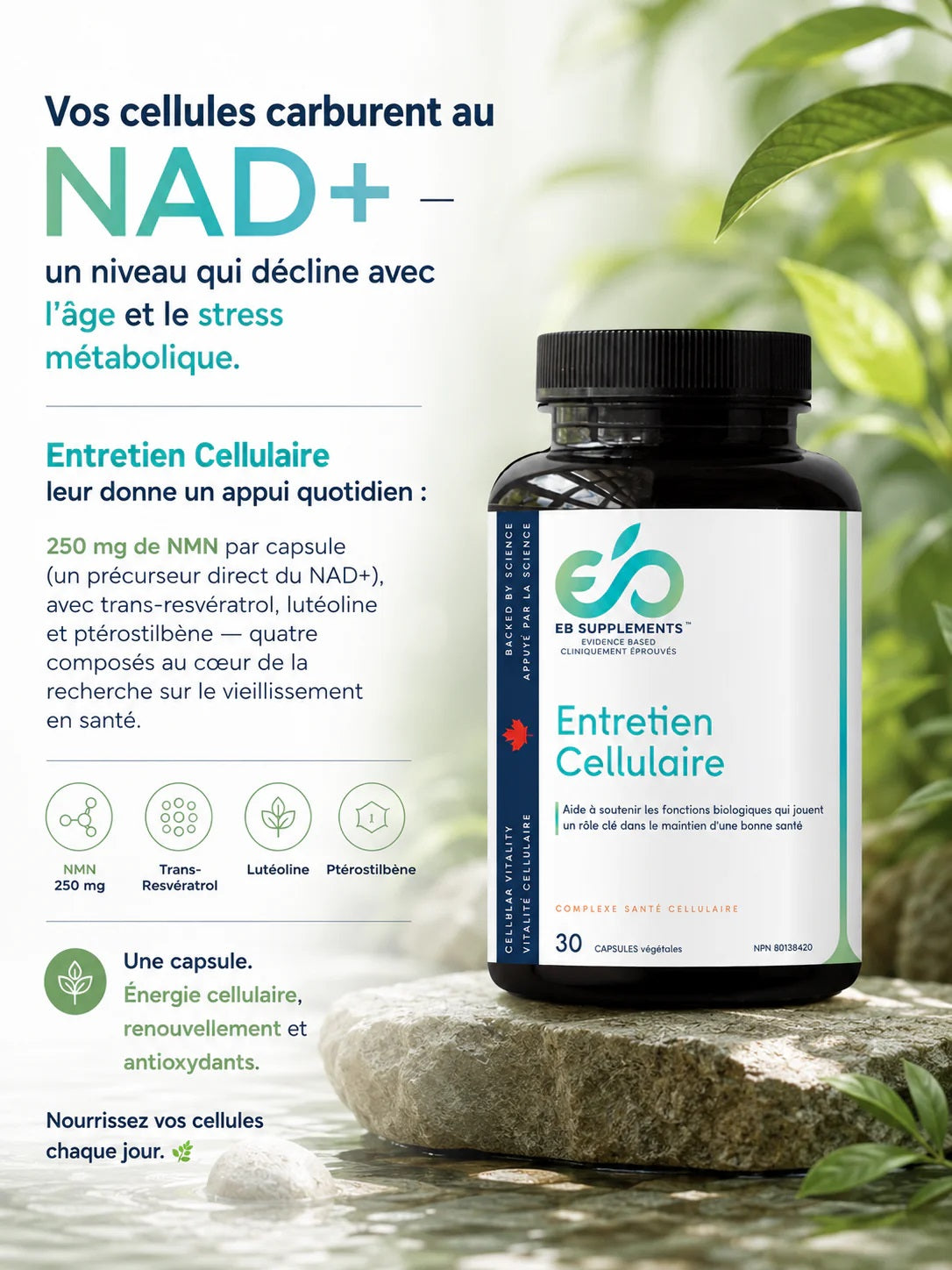 PROPRIÉTÉS ET POT D'ENTRETIEN CELLULAIRE DE MARQUE EB SUPPLEMENTS