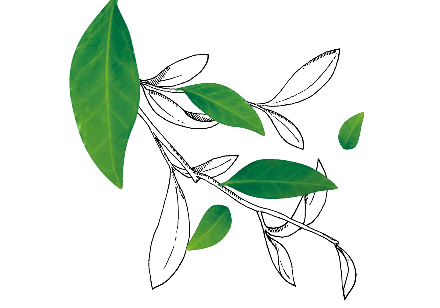 IMAGE DE FEUILLES DE THÉ