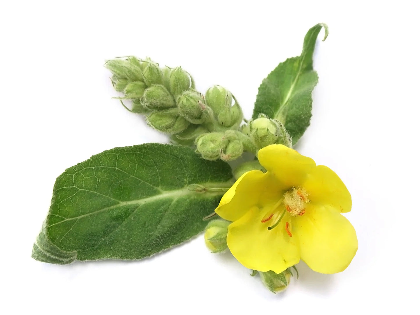 FLEURS JAUNES