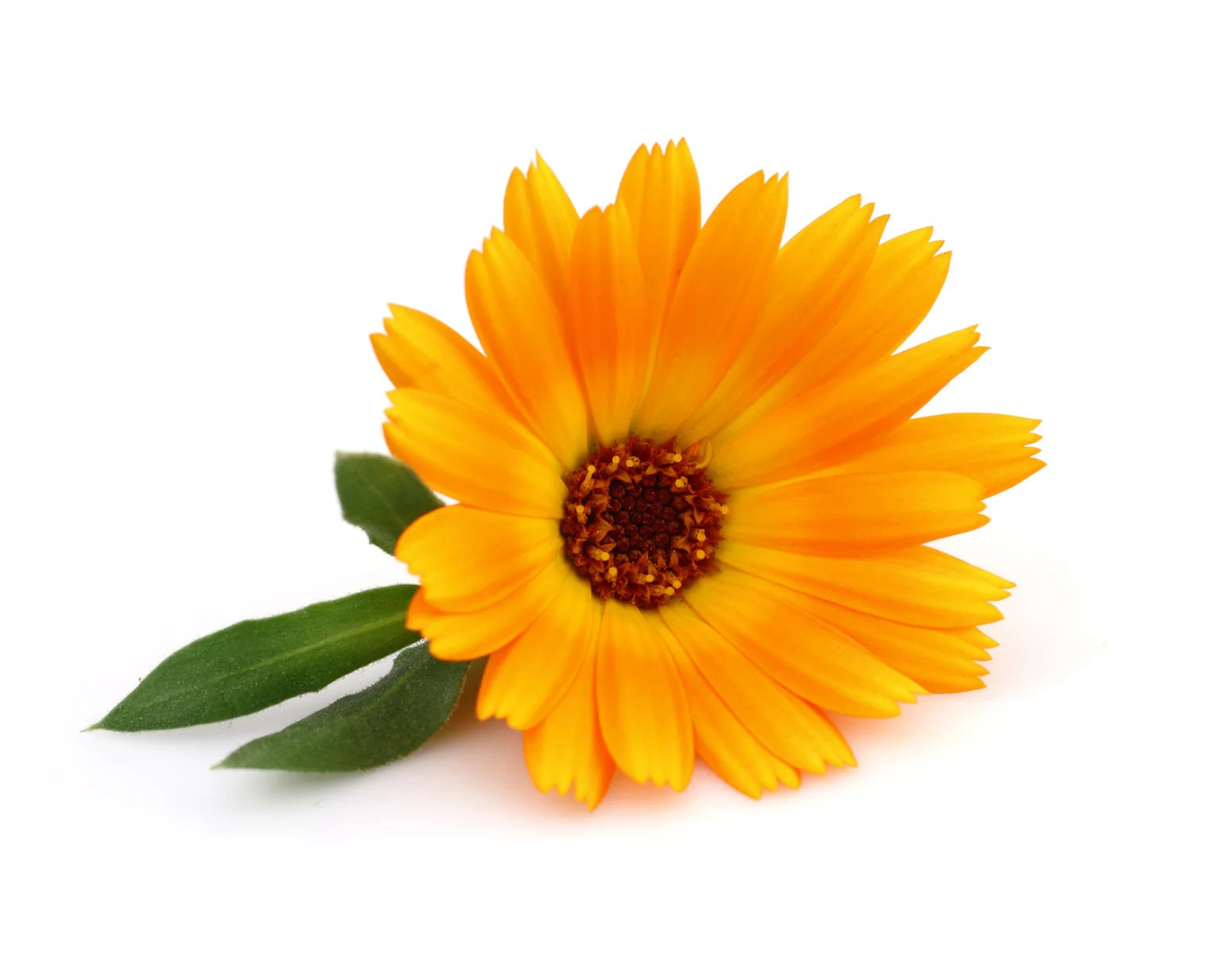FLEUR DE CALENDULE QU'ON RETROUVE DANS LA BOUTEILLE D'OTITER DE 10 ML DE MARQUE BIO LONRECO
