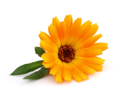 FLEUR DE CALENDULE QU'ON RETROUVE DANS LA BOUTEILLE D'OTITER DE 10 ML DE MARQUE BIO LONRECO