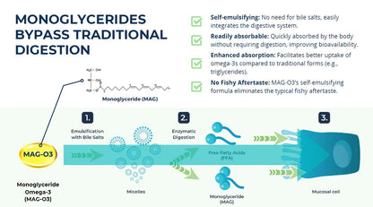 PROCESSUS DE DIGESTION VU PAR EB SUPPLEMENTS EN ANGLAIS