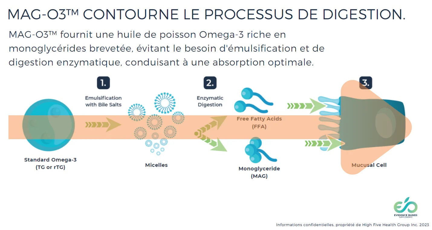 PROCESSUS DE DIGESTION VU PAR EB SUPPLEMENTS EN FRANÇAIS