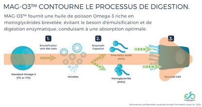 PROCESSUS DE DIGESTION VU PAR EB SUPPLEMENTS EN FRANÇAIS