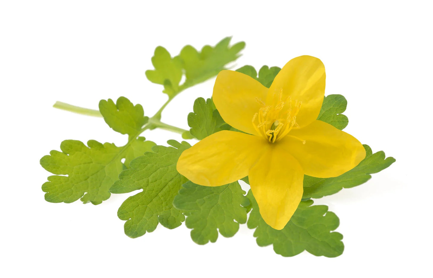 FLEURS JAUNES