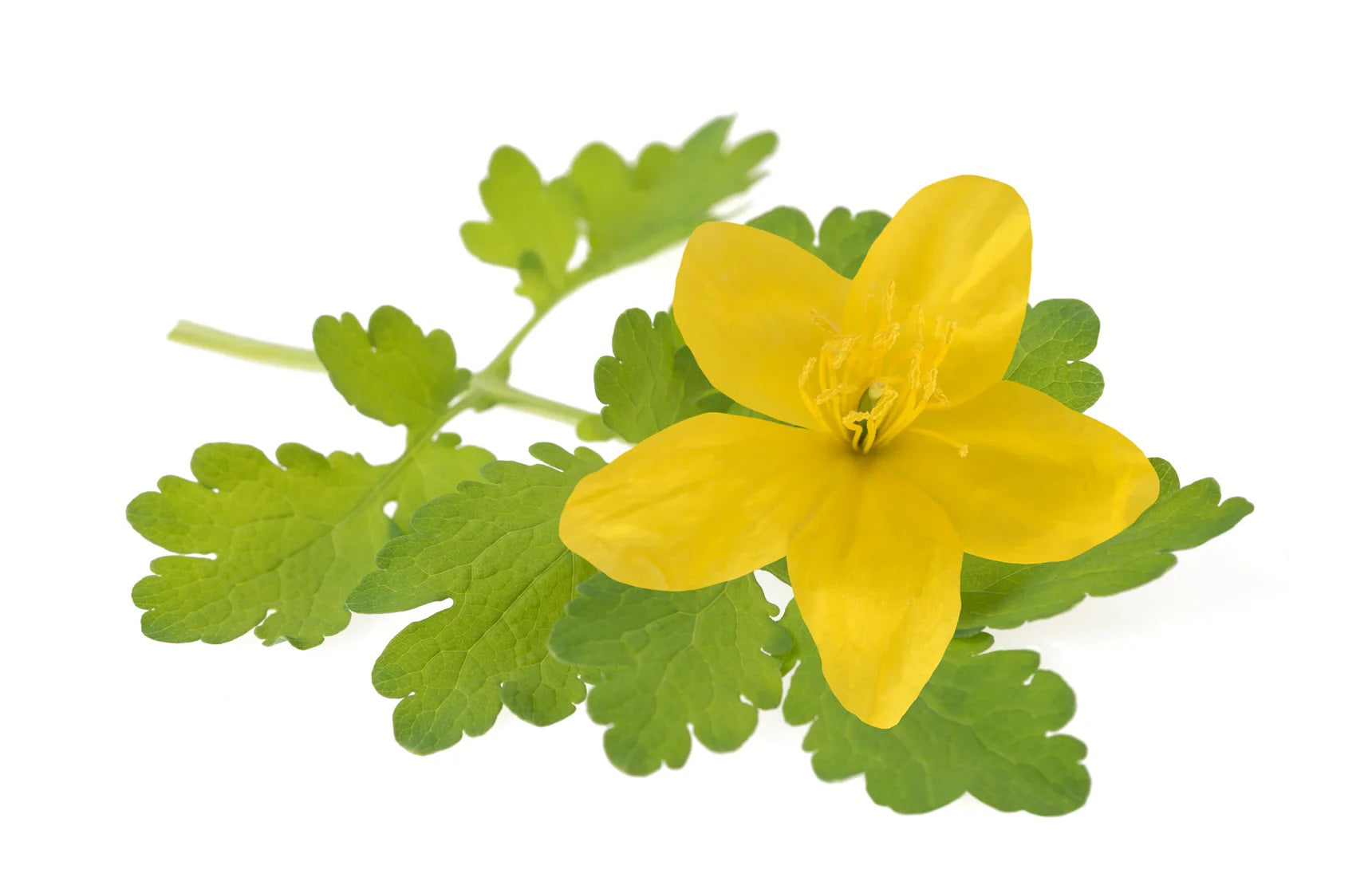 FLEURS JAUNES