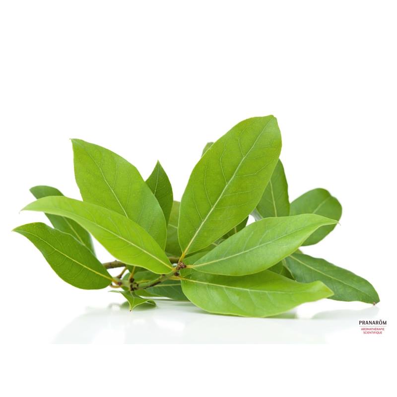 BRANCHE DE LAURIER AVEC FEUILLES ET LOGO DE PRANAROM