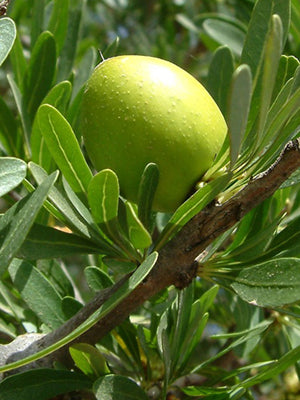 fruit d'argan dans l'arbre