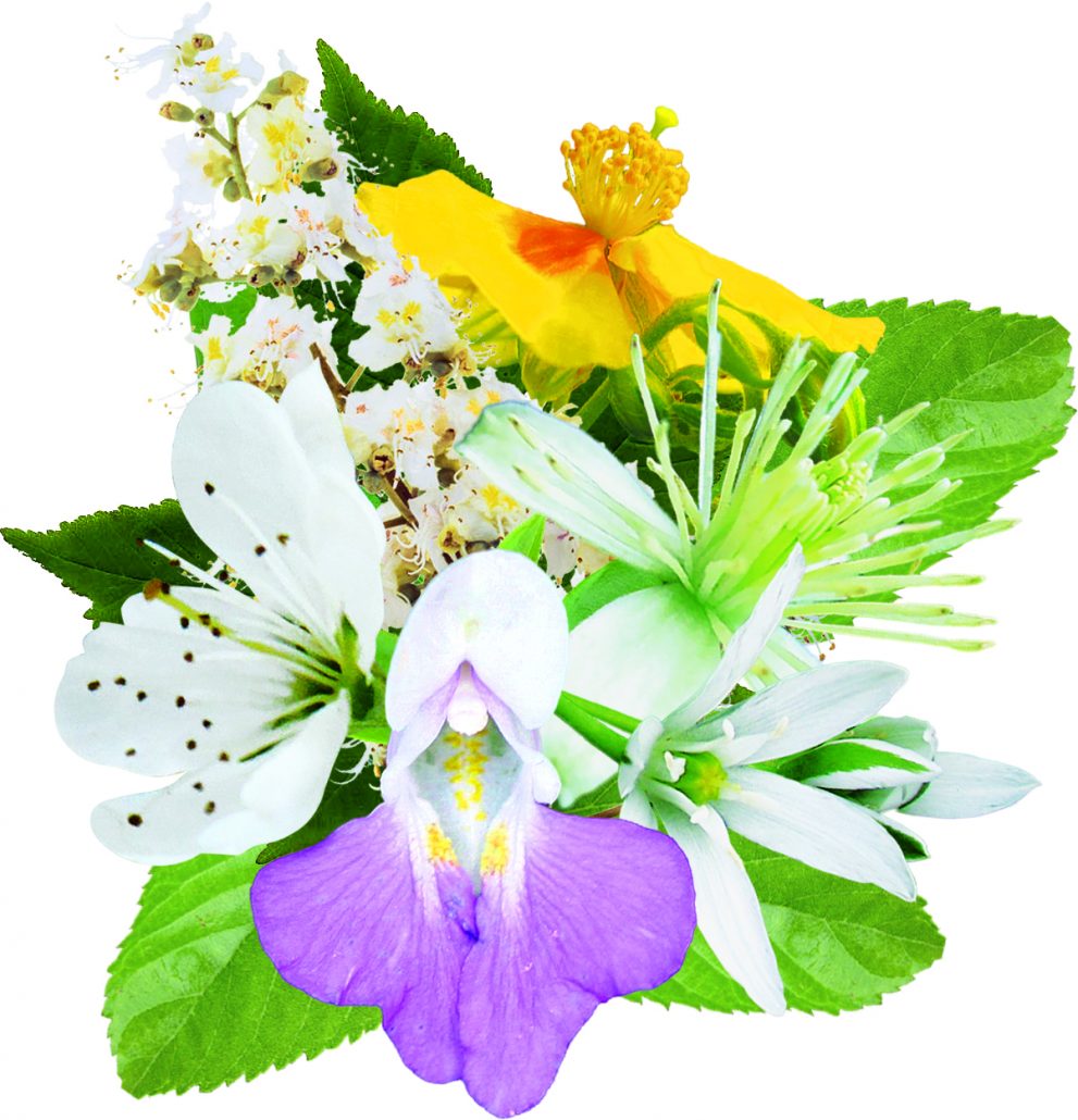 fleurs inclues dans le complexe nuit paisible - remède d'essence de fleurs
