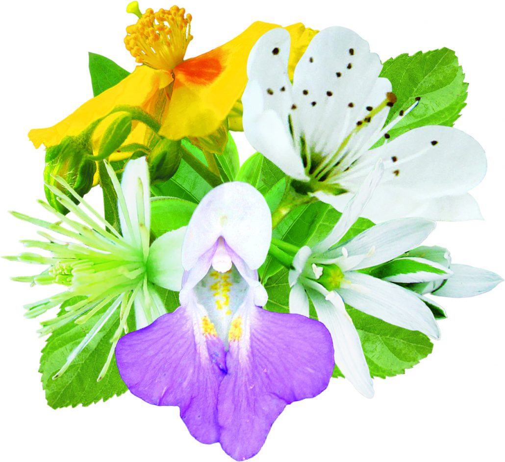 fleurs inclues dans le complexe jour serein - remède d'essence de fleurs