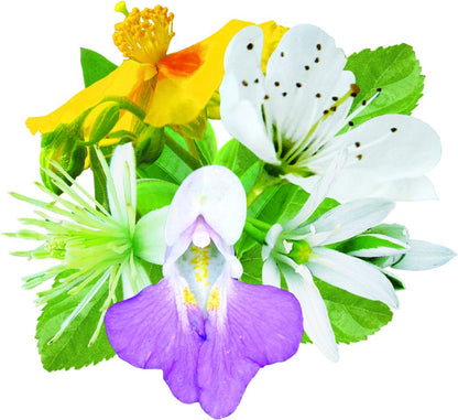 fleurs inclues dans le complexe jour serein - remède d'essence de fleurs