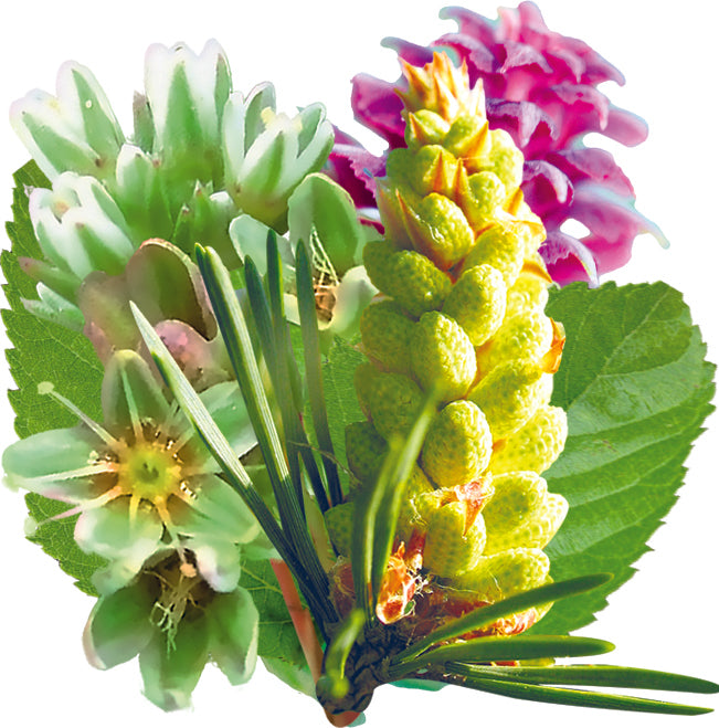 fleurs inclues dans le complexe transformation - remède d'essence de fleurs