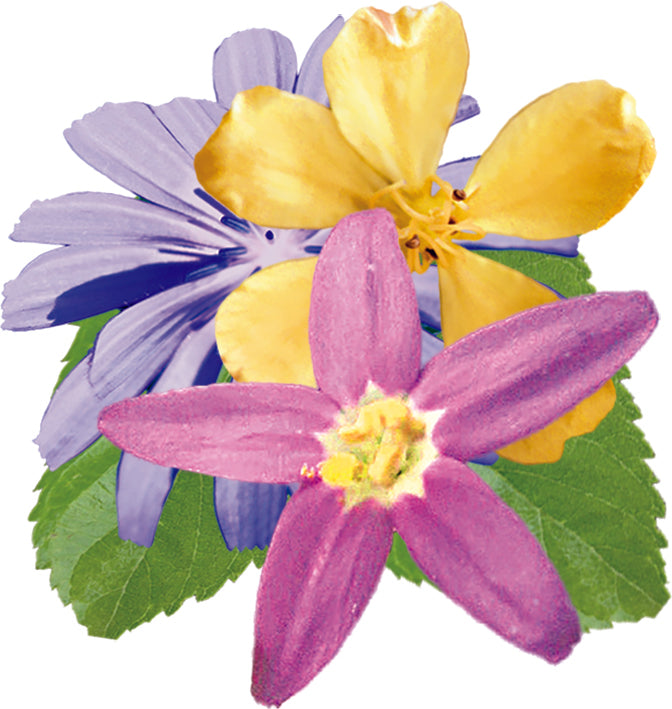 fleurs des plantes inclues dans le complexe liberté - remède d'essence de fleurs