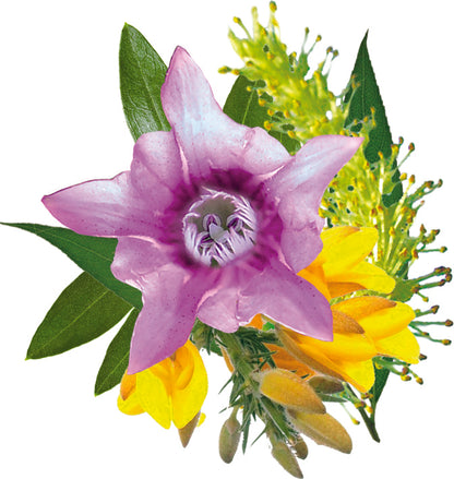 fleur inclus dans la synergie complexe vitalité et joie de vivre - remède d'essence de fleurs
