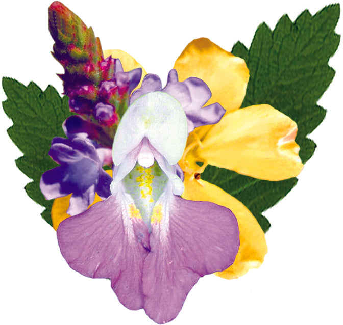 fleurs inclues dans le complexe protection et équilibre - remède d'essence de fleurs