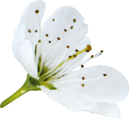 fleur de prunus