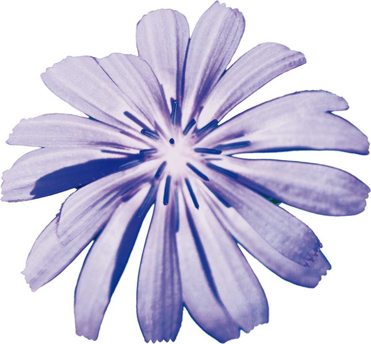 fleur de chicorée
