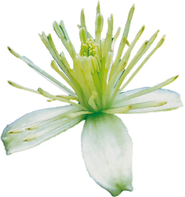 fleur de clématite