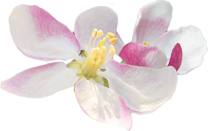 fleur de pommier sauvage
