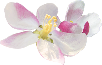 fleur de pommier sauvage