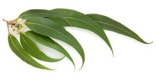 feuilles Eucalyptus mentholé - BIO