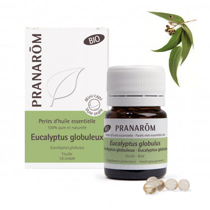 perles d'huile essentielle 100% pure et naturelle d'eucalyptus globuleux avec son emballage et la plante
