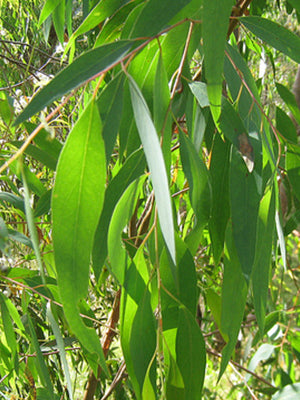 feuilles Eucalyptus radié - BIO