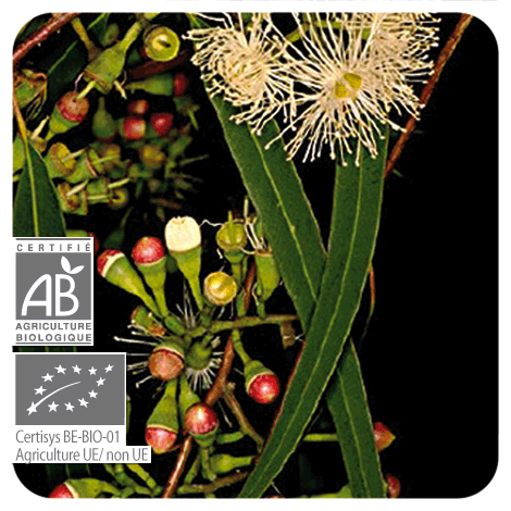 Eucalyptus radié - BIO - Huile essentielle – Red Point