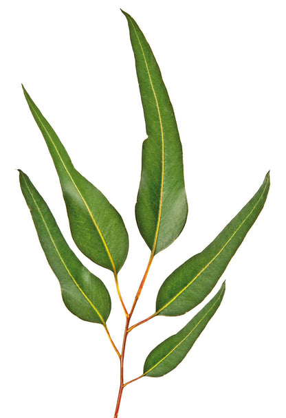 feuilles Eucalyptus citronné - BIO