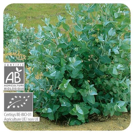plant Eucalyptus globuleux - BIO