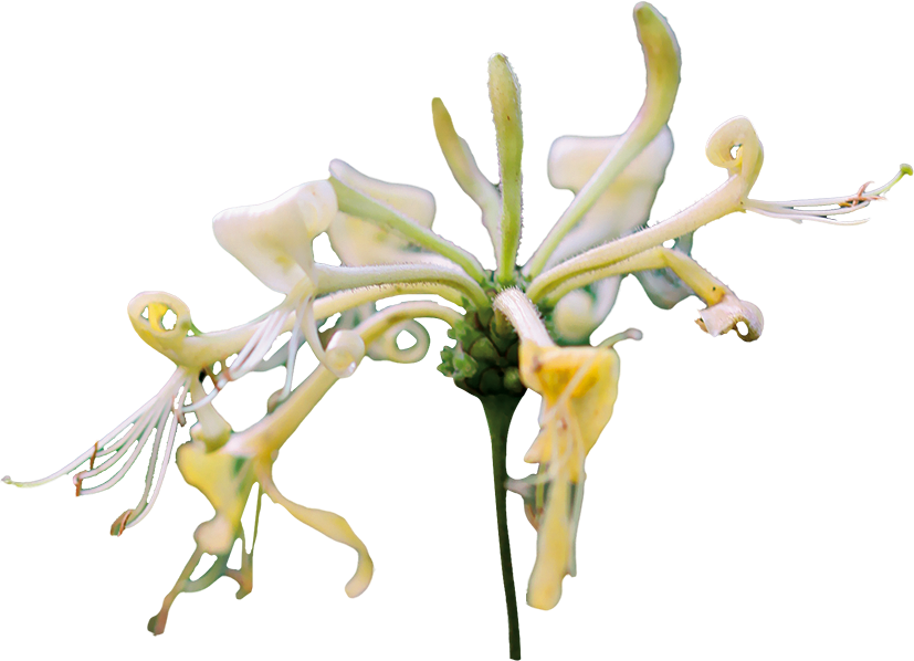 fleurs de chèvrefeuille