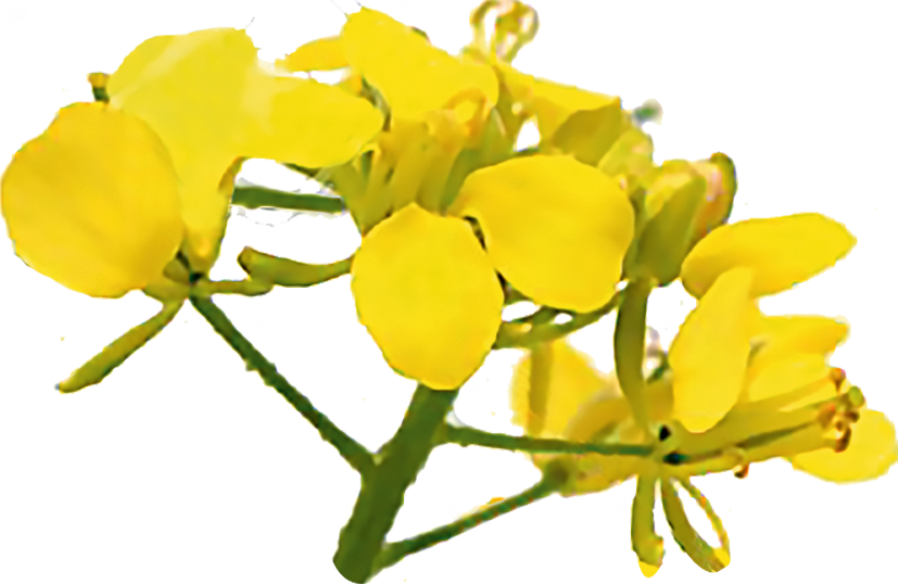 fleurs de moutarde