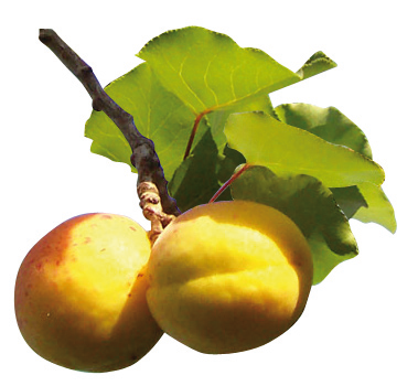 photo d'une branche d'abricotier avec ses fruits